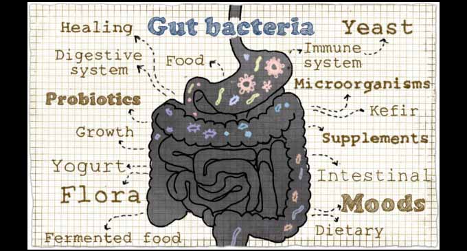 A healthy gut is a healthy immune system